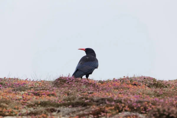 Une Touffe Bec Rouge Pyrrhocorax Pyrrhocorax Sur Île Ouessant Ushant — Photo