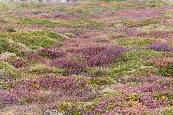 Fransa, Brittany 'deki Ouessant ya da Ushant adasındaki fundalıklar. 