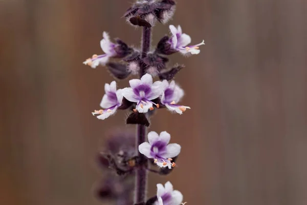 Blüten Einer Kampfer Basilikum Pflanze Ocimum Kilimandscharicum — Stockfoto