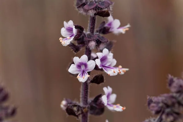 Цветы Камфорного Базилика Ocimum Kilimandscharicum — стоковое фото