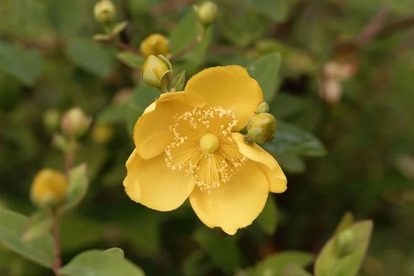 Flor Erva São João Uma Prostituta Hypericum Hookerianum — Fotografia de Stock