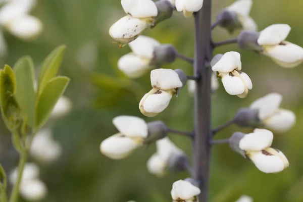 Flowers of a white wild indigo plant, Baptisia alba