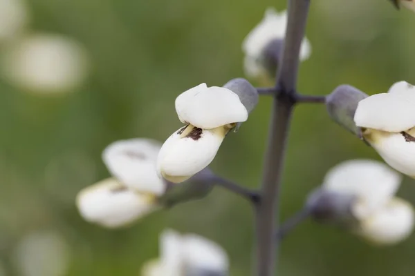 Flowers of a white wild indigo plant, Baptisia alba