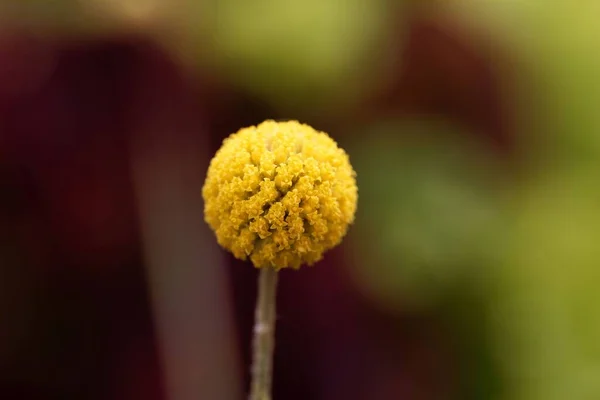 Flor Una Planta Botton Billy Craspedia Globosa — Foto de Stock