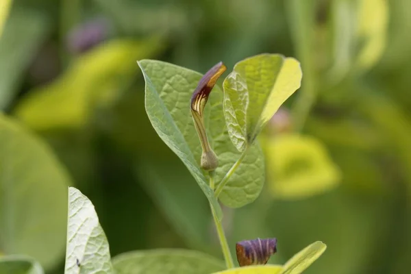Blüte Einer Rundblättrigen Mutterpflanze Aristolochia Rotunda — Stockfoto