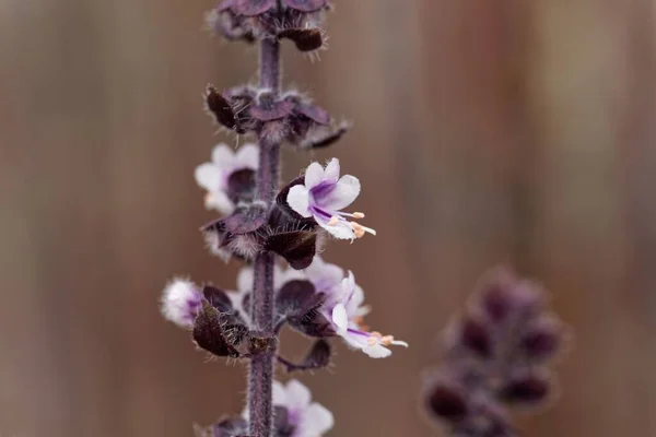 Kwiaty Kamfory Bazylii Ocimum Kilimandscharicum — Zdjęcie stockowe