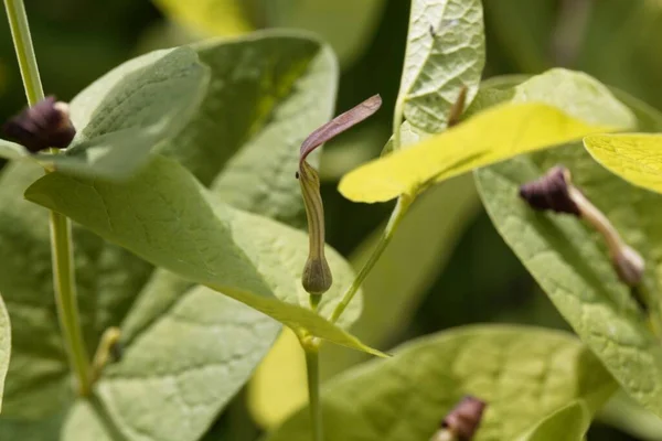 Yuvarlak Yapraklı Bir Doğum Otunun Çiçeği Aristolochia Rotunda — Stok fotoğraf