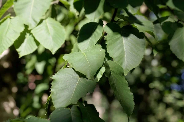 Bladeren Van Een Monarchale Berkenboom Betula Maximowicziana — Stockfoto