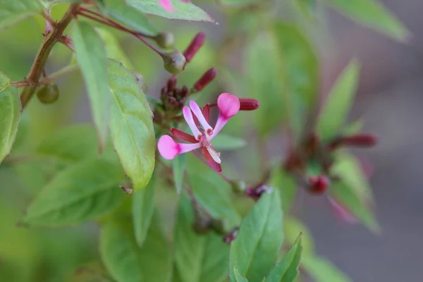 Fiore Del Willowherb Lopezia Racemosa Dal Messico — Foto Stock