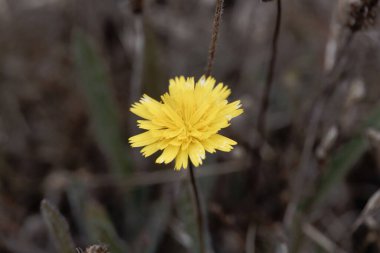 Fare kulaklı bir şahin otu çiçeğinin makro fotoğrafı, Pilosella Ofisi.