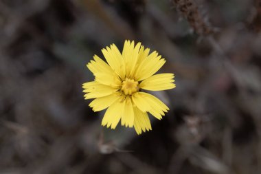 Fare kulaklı bir şahin otu çiçeğinin makro fotoğrafı, Pilosella Ofisi.
