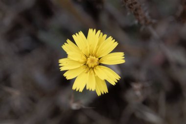Macro photo of a mouse-ear hawkweed flower, Pilosella officinarum. clipart