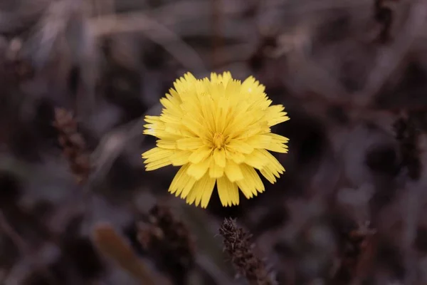 Macro Foto Fiore Falco Dell Orecchio Del Topo Pilosella Officinarum — Foto Stock