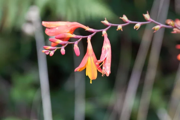 Flores Híbrido Montbretia Crocosmia Crocosmiiflora — Fotografia de Stock