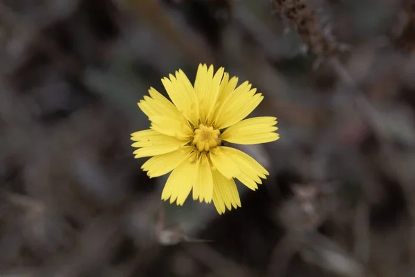 Fare kulaklı bir şahin otu çiçeğinin makro fotoğrafı, Pilosella Ofisi.