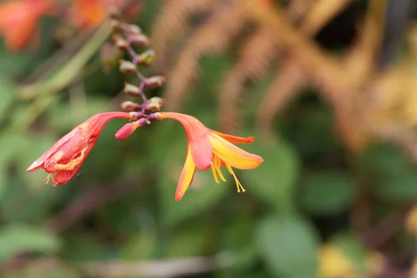 Kwiaty Mieszańca Montbretii Crocosmia Crocosmiiflora — Zdjęcie stockowe