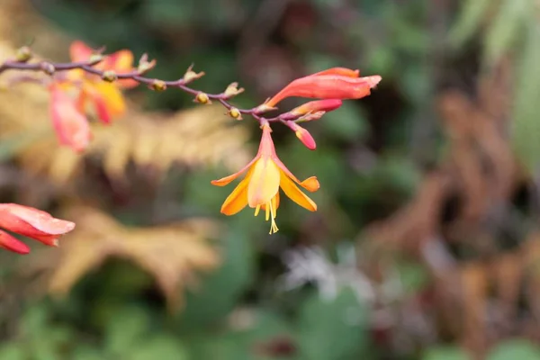 Virágok Egy Montbretia Hibrid Crocosmia Crocosmiiflora — Stock Fotó