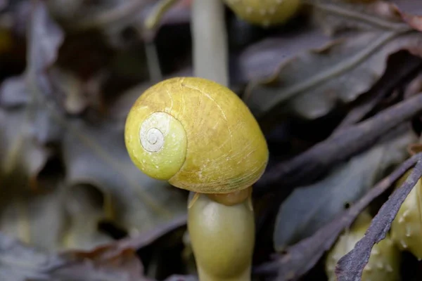 A flat periwinkle sea snail, Littorina obtusata, on a brown seaweed leaf.