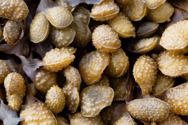 Spiral yosunların üreme organları, Fucus spiralis.. 