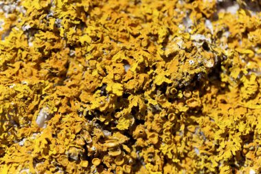 Yaygın bir turuncu liken, Xanthoria parietina 'nın Macro fotoğrafı.