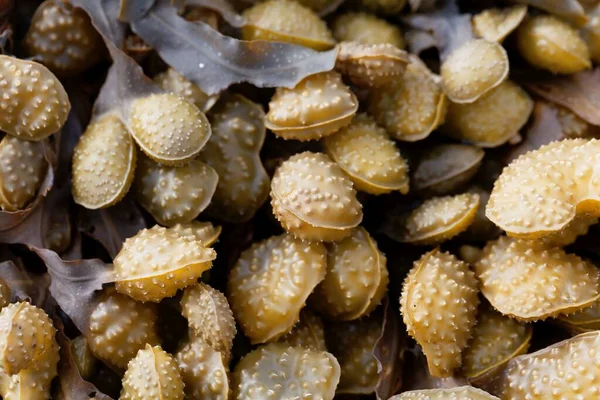 Spiral yosunların üreme organları, Fucus spiralis.. 