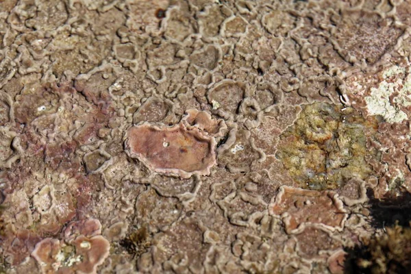 Costras Submarinas Algas Coralinas Una Piscina Rocas — Foto de Stock