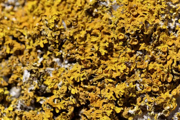 Yaygın bir turuncu liken, Xanthoria parietina 'nın Macro fotoğrafı.
