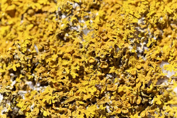 Yaygın bir turuncu liken, Xanthoria parietina 'nın Macro fotoğrafı.