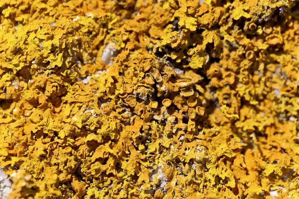 Yaygın bir turuncu liken, Xanthoria parietina 'nın Macro fotoğrafı.