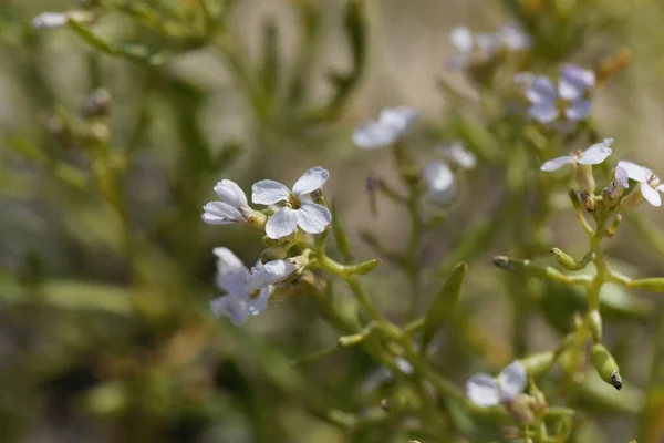 Flor Una Planta Europea Searocket Cakile Maritima —  Fotos de Stock