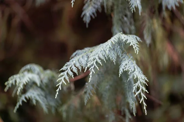 Rami Cipresso Del Kashmir Cupressus Cashmeriana — Foto Stock