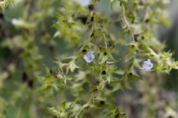 Фото Гигантского Буглового Цветка Гадюки Echium Pininana — стоковое фото