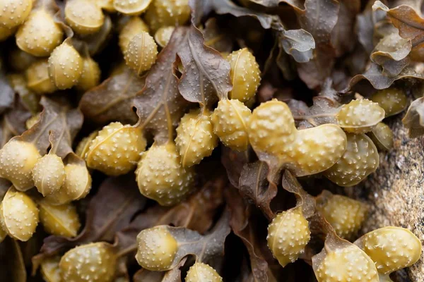 างการส ของสาหร ายทะเลห มเกล Fucus Spiralis — ภาพถ่ายสต็อก