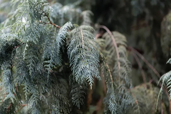 Zweige Einer Kaschmir Zypresse Cupressus Cashmeriana — Stockfoto