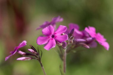 Üretilmiş bir çayır bitkisinin çiçekleri, Phlox pilosa