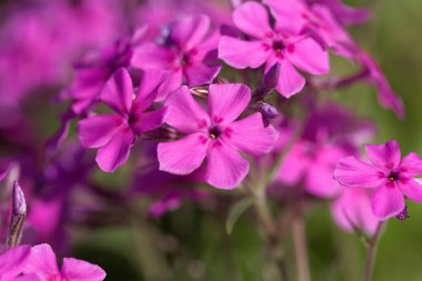 Üretilmiş bir çayır bitkisinin çiçekleri, Phlox pilosa