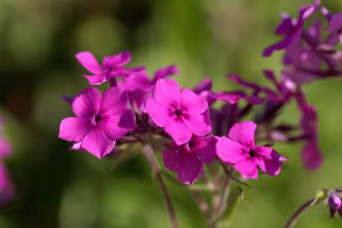 Üretilmiş bir çayır bitkisinin çiçekleri, Phlox pilosa
