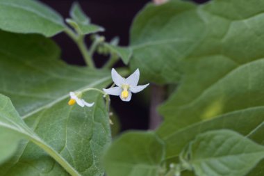 Harikulade bir çalılığın çiçeği, Solanum retroflexum