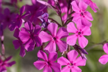 Üretilmiş bir çayır bitkisinin çiçekleri, Phlox pilosa