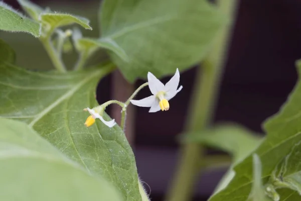 Blüte Eines Wunderbeerstrauches Solanum Retroflexum — Stockfoto