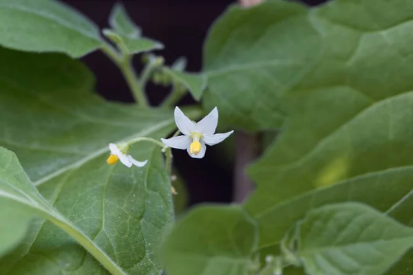 Flor Arbusto Mirtilo Solanum Retroflexum — Fotografia de Stock