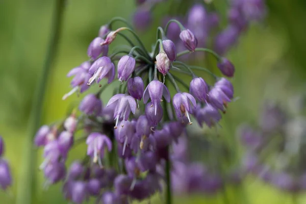 Flower Sikkim Onion Plant Allium Sikkimense — Stock Photo, Image