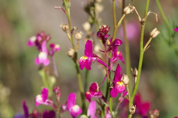 Blume Einer Marokkanischen Fliegenblume Linaria Maroccana — Stockfoto