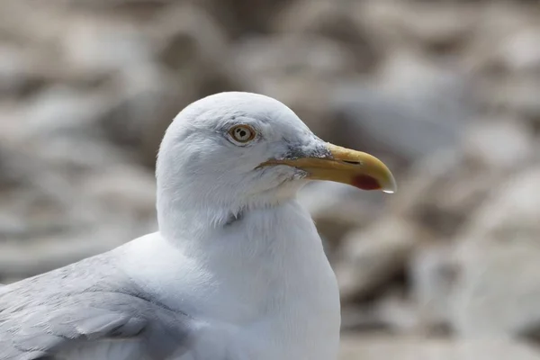 Jefe Una Gaviota Europea Arenque Larus Argentatus — Foto de Stock