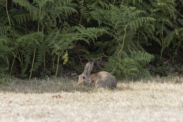 Kaninchen Oryctolagus Cuniculus Auf Einer Wiese Vor Farnpflanzen — Stockfoto