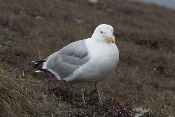 Gaviota Arenque Europea Larus Argentatus Prado — Foto de Stock