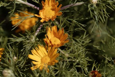 Kuzey Afrika ve Güney Avrupa 'dan ayçiçeği Cladanthus arabicus. 