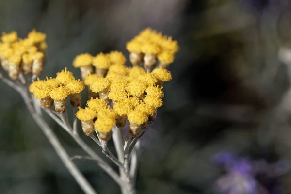 カレー工場の花 Helichrysum Italicum 香水の生産とスパイスとして使用される植物 — ストック写真