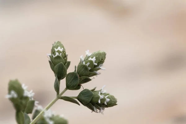 Квіти Сирійської Ореганової Рослини Origanum Syriacum Прянощі Близького Сходу — стокове фото