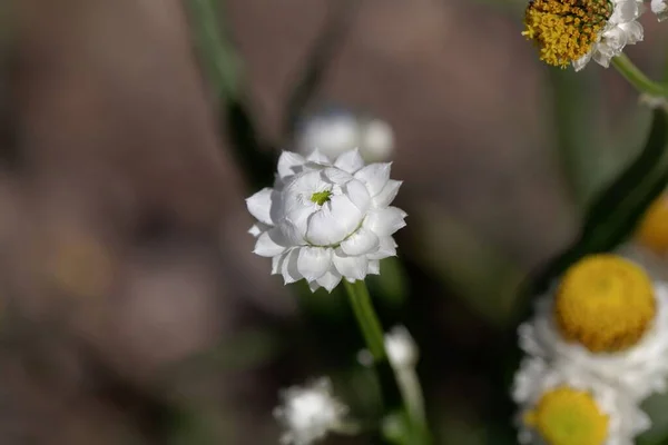 Kwiat Skrzydlatej Wiecznej Rośliny Ammobium Alatum — Zdjęcie stockowe